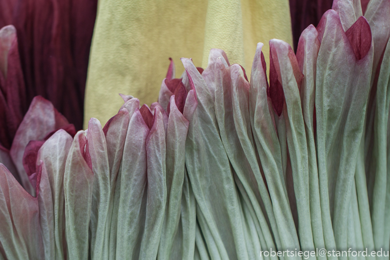 titan arum